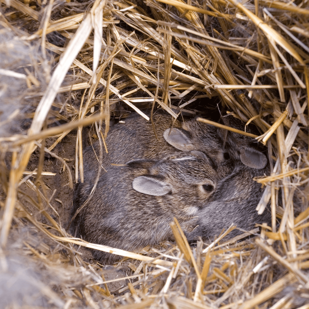 Yard Pests Control 8 Nesting Sites | Bed Bug Texas Termite & Pest Control