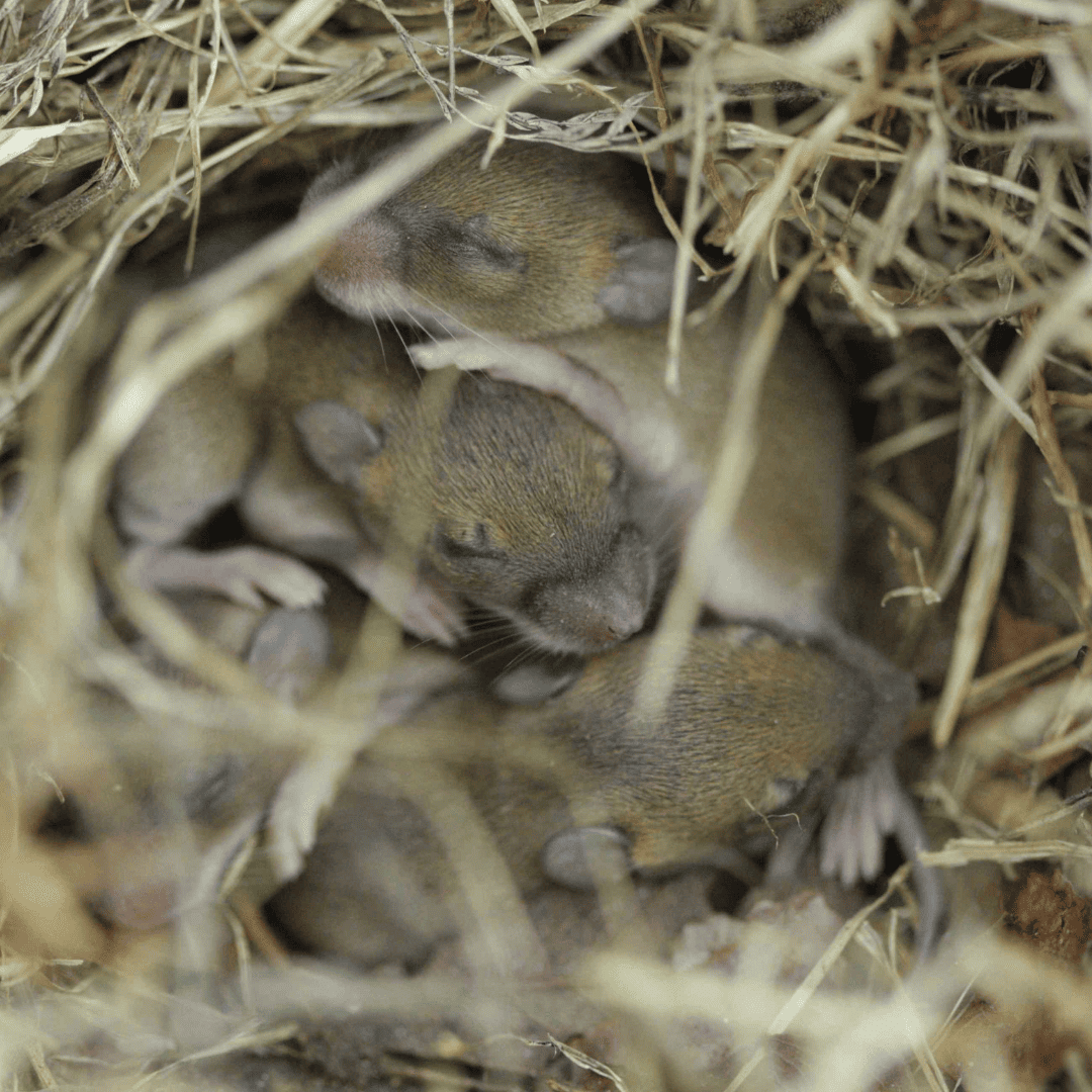 Rodent Exterminator 10 Nests | Bed Bug Texas Termite & Pest Control