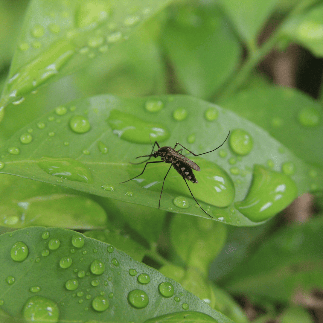 Mosquito | Bed Bug Texas Termite & Pest Control