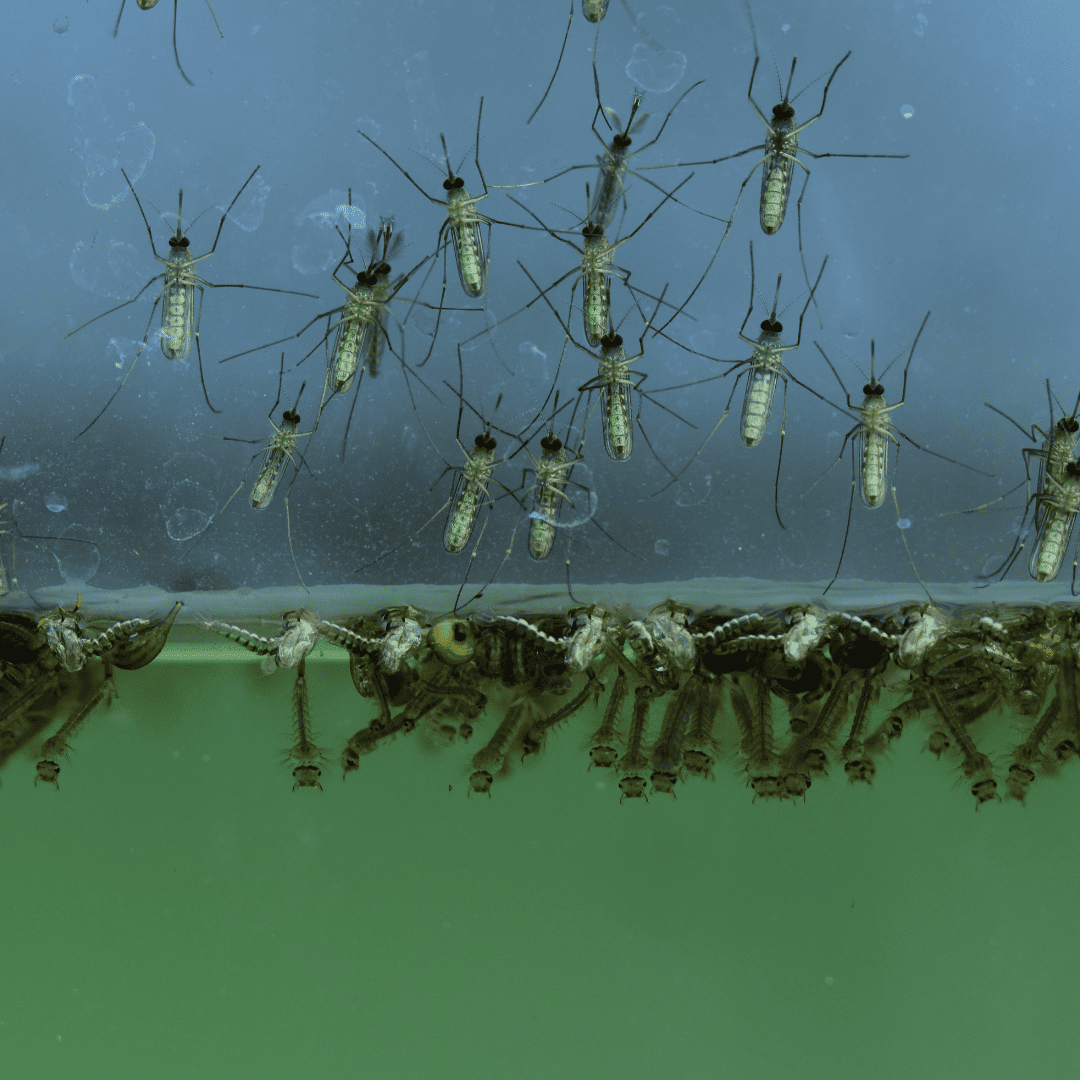 Mosquito | Bed Bug Texas Termite & Pest Control