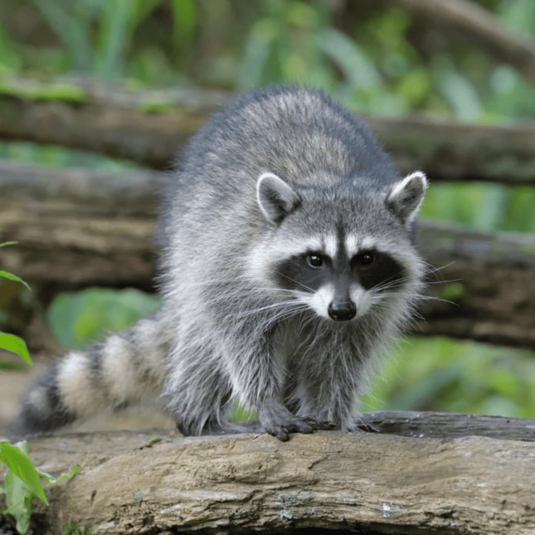 Bridgeland 15 Raccoon Pest Control | Bed Bug Texas Termite & Pest Control