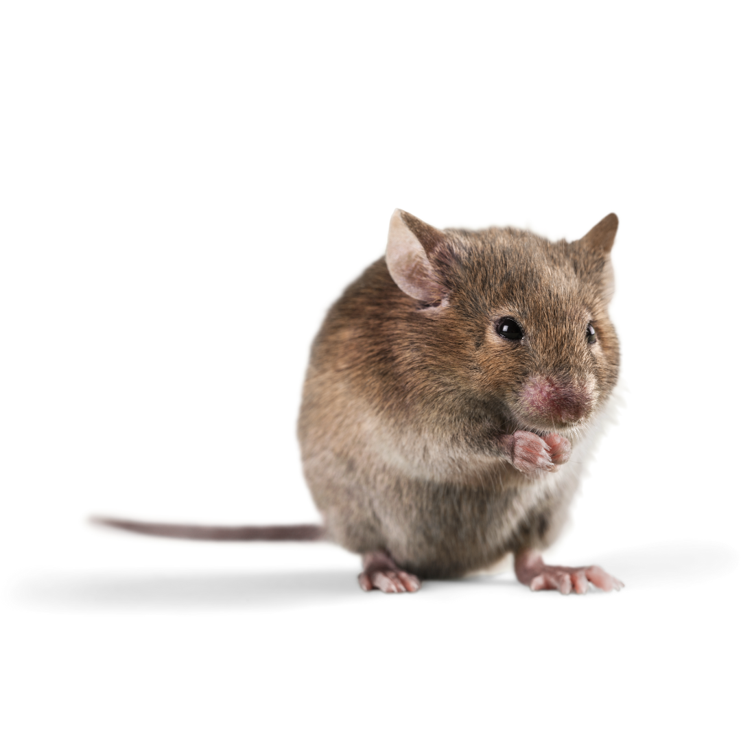 Rodent Exterminator 3 Rat | Bed Bug Texas Termite & Pest Control