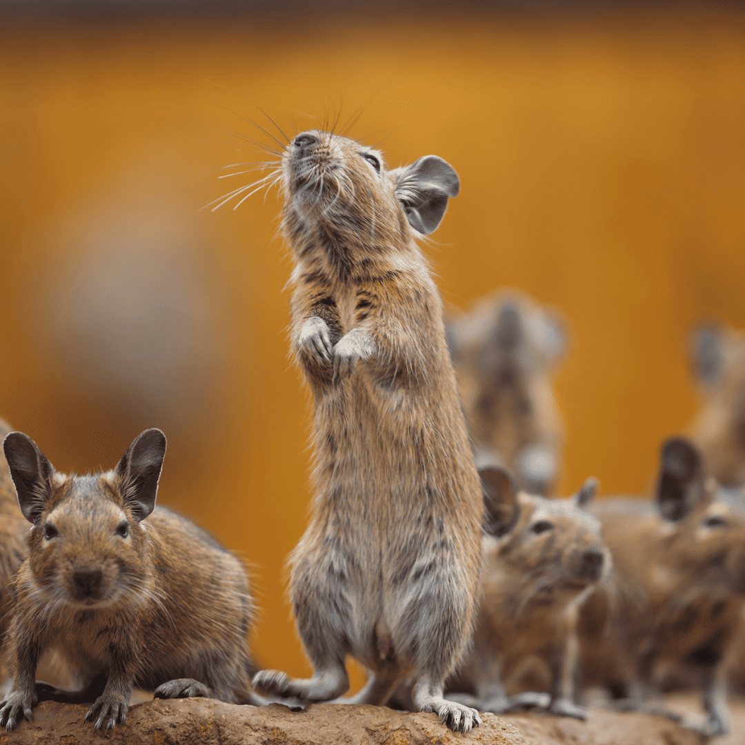 General Pest Control Texas 10 Rat | Bed Bug Texas Termite & Pest Control