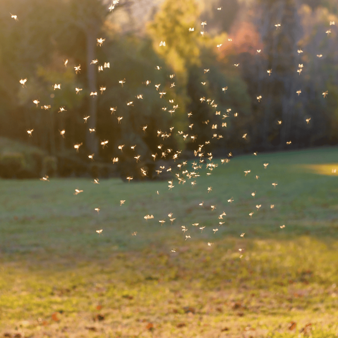 Mosquito | Bed Bug Texas Termite & Pest Control