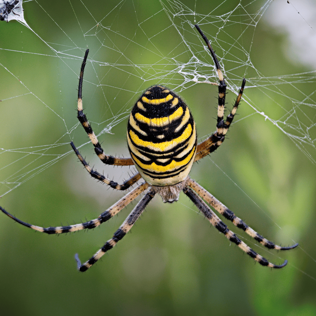 General Pest Control Texas 9 Spiders | Bed Bug Texas Termite & Pest Control