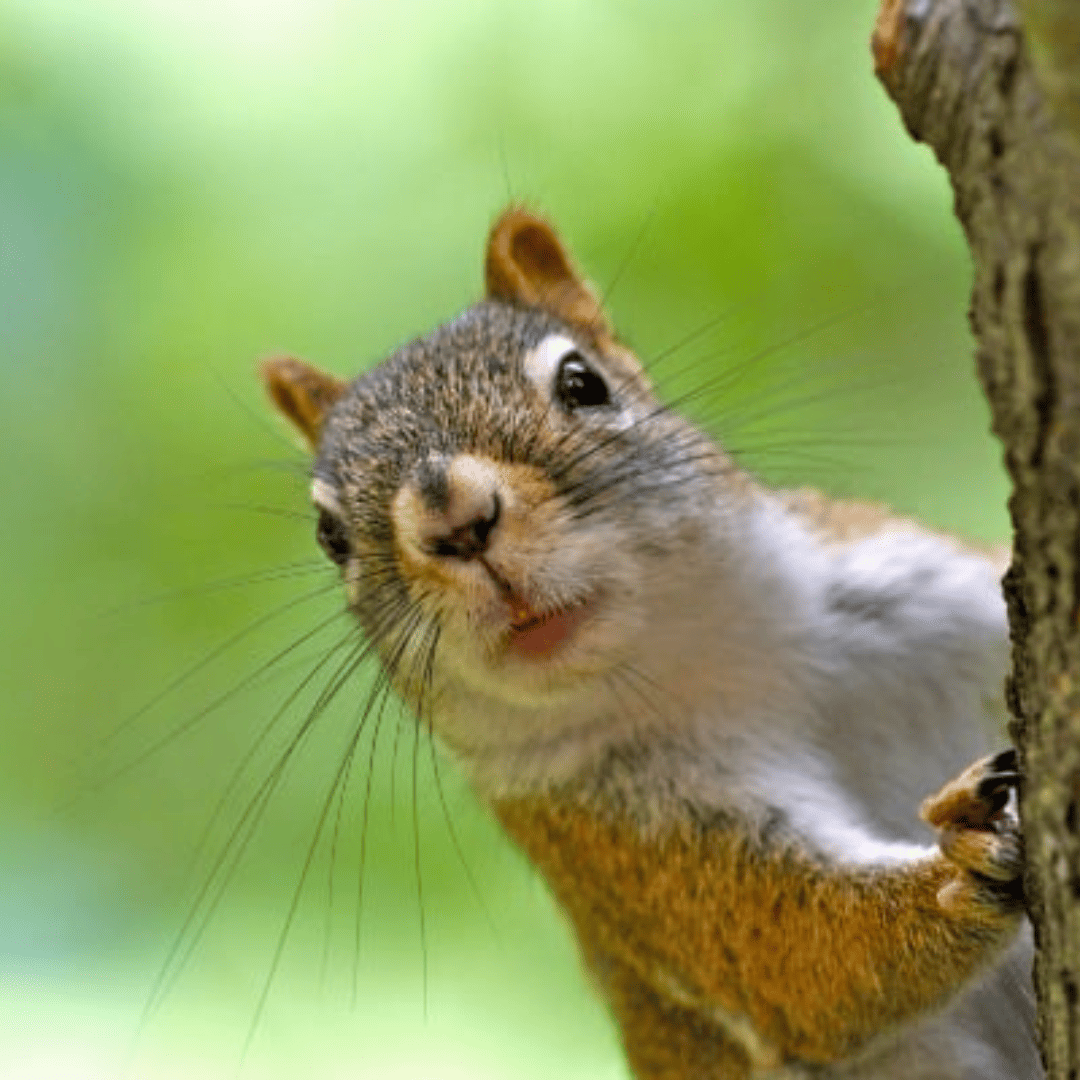 Bridgeland 12 Squirrel Pest Control | Bed Bug Texas Termite & Pest Control