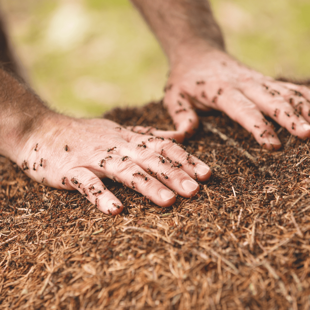 Ant Exterminator Texas 11 Hand on an Ant Hill | Bed Bug Texas Termite & Pest Control