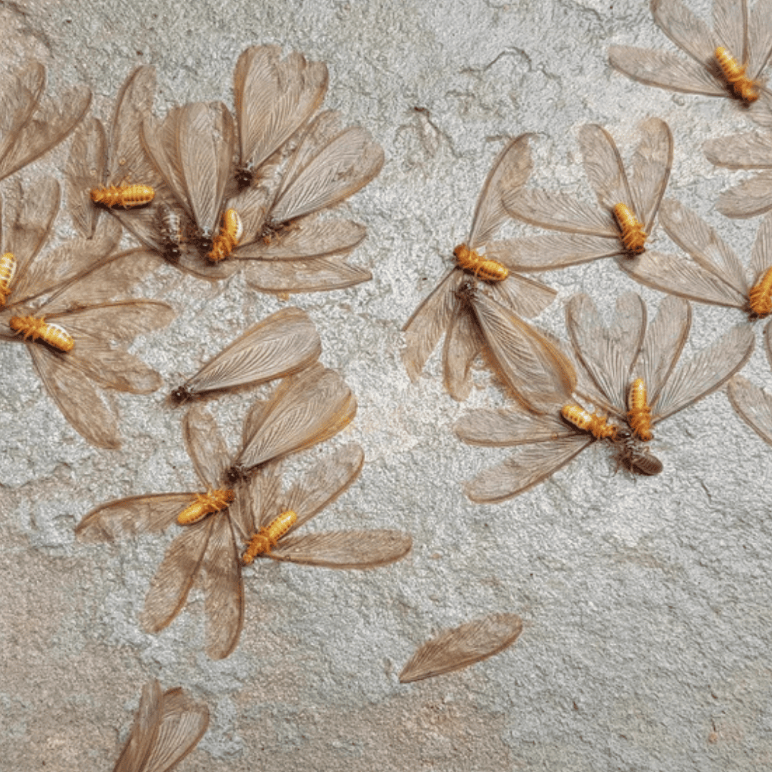 Termite Exterminator 9 Swarmers | Bed Bug Texas Termite & Pest Control