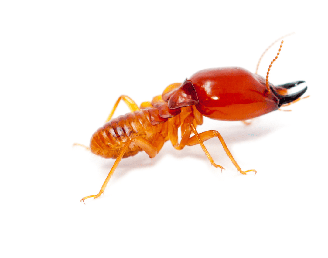 Termite Exterminator 3 Termites | Bed Bug Texas Termite & Pest Control