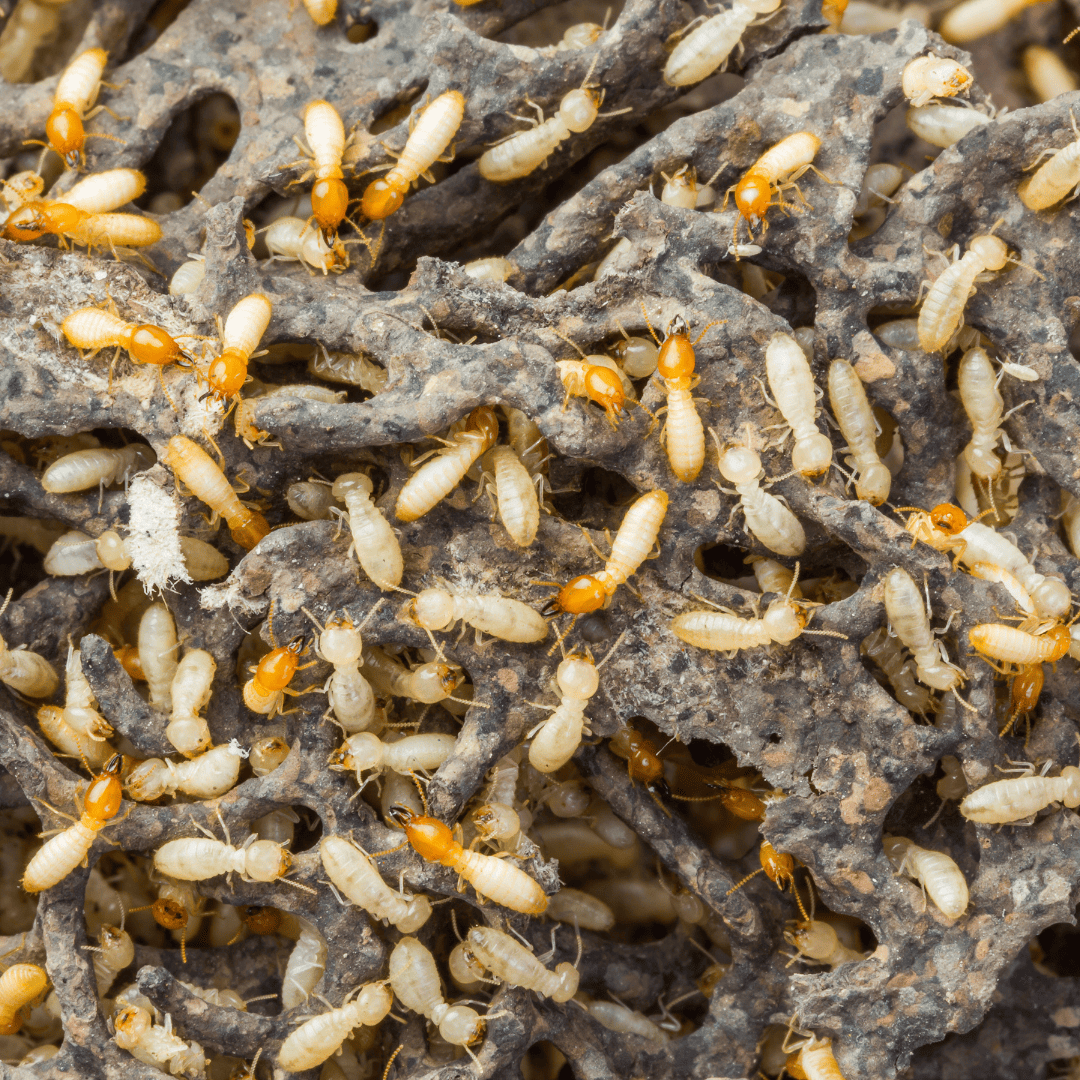 General Pest Control Texas 11 Termites | Bed Bug Texas Termite & Pest Control