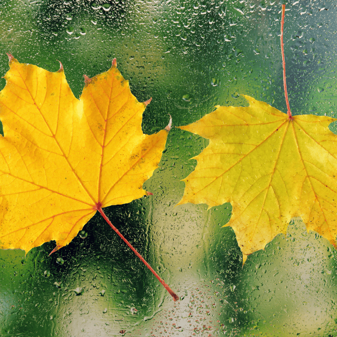 Window Cleaning Services 10 Pollen on Windows | Bed Bug Texas Termite & Pest Control