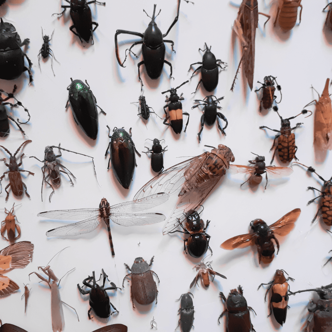 Bridgeland 14 Types of Yard Pests | Bed Bug Texas Termite & Pest Control