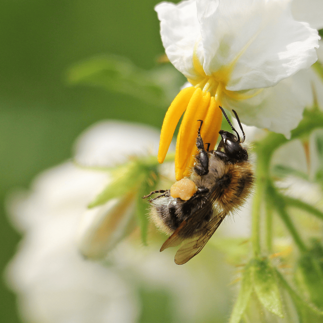 Yard Pests Control 10 Bee on Flower | Bed Bug Texas Termite & Pest Control