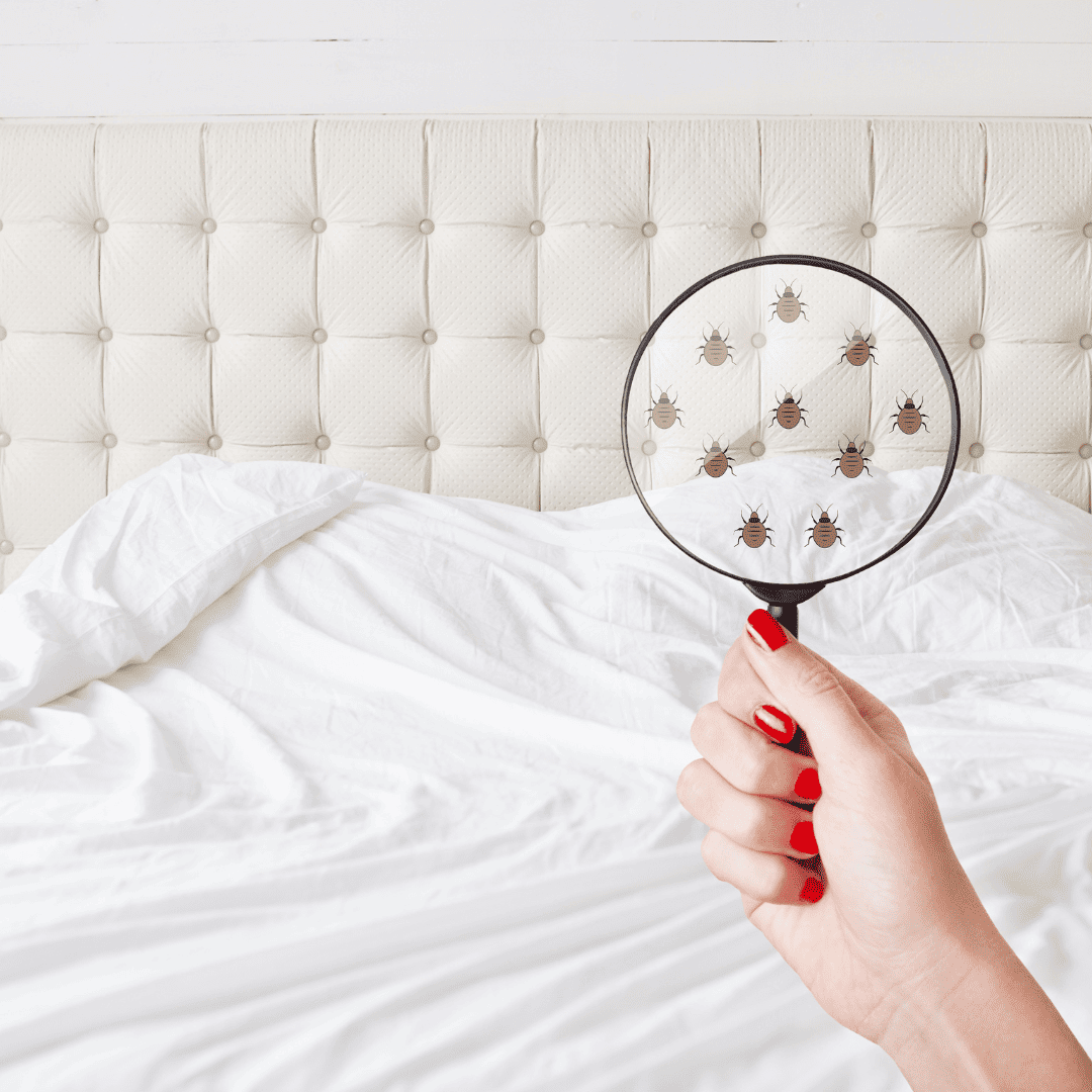 Bed Bug Heat Treatment 7 Visible Bed Bugs | Bed Bug Texas Termite & Pest Control
