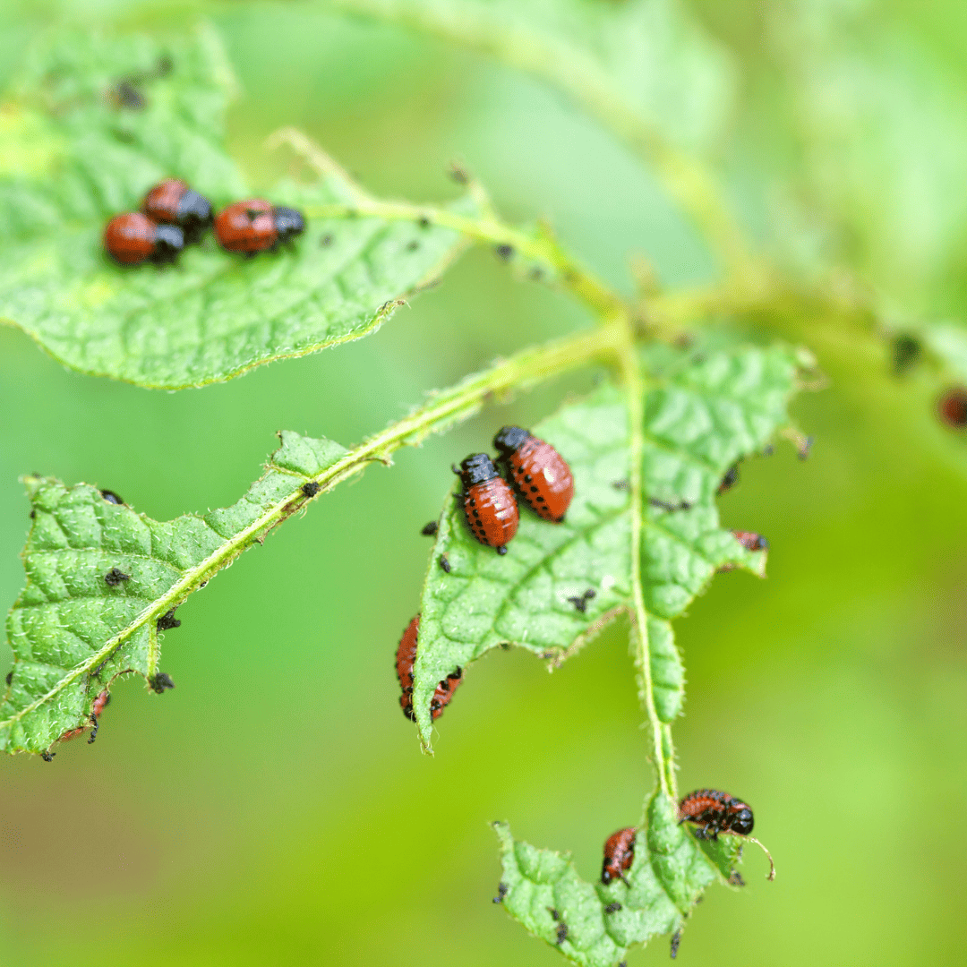 Yard Pests Control 9 Visible Pests | Bed Bug Texas Termite & Pest Control