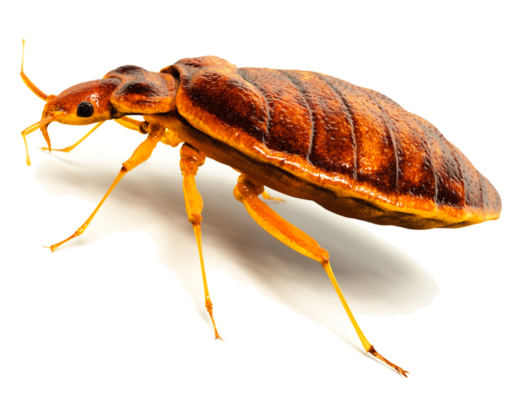 Bed Bug | Bed Bug Texas Termite & Pest Control