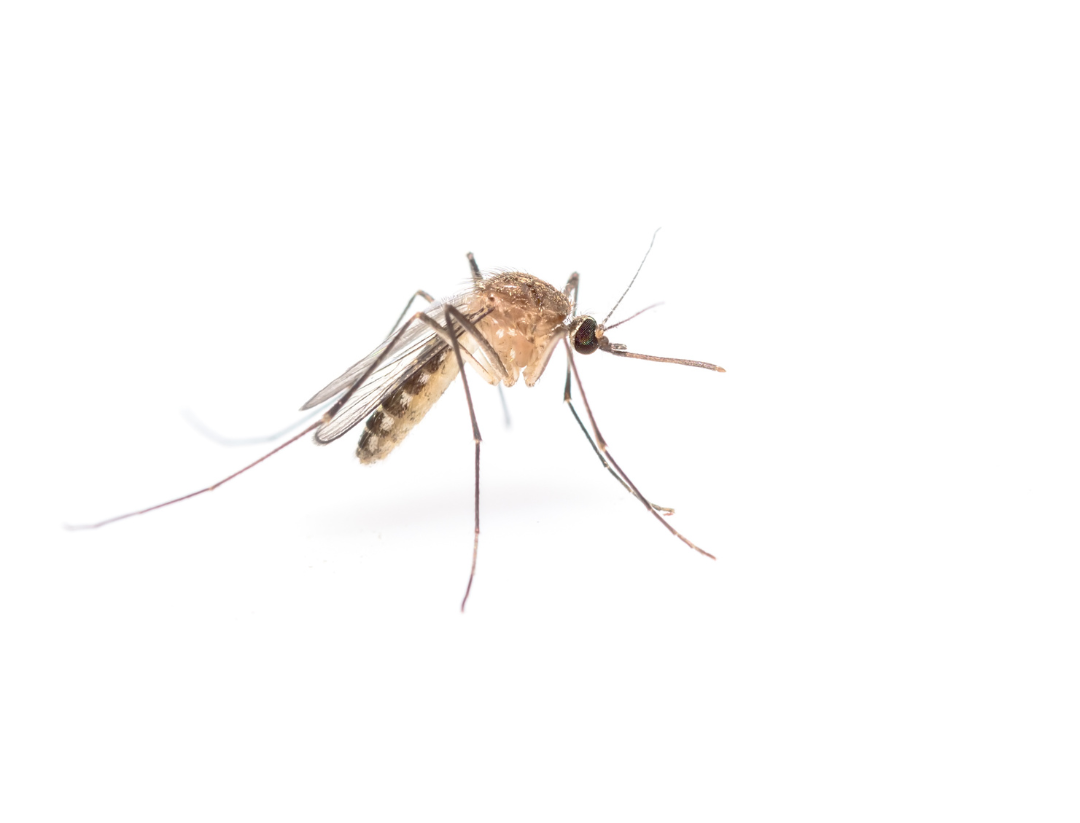 Mosquito | Bed Bug Texas Termite & Pest Control