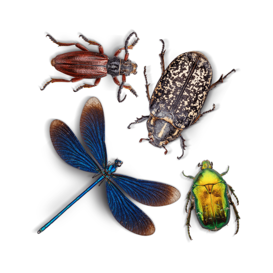 Yard Pests Control 3 Types of Yard Pests | Bed Bug Texas Termite & Pest Control