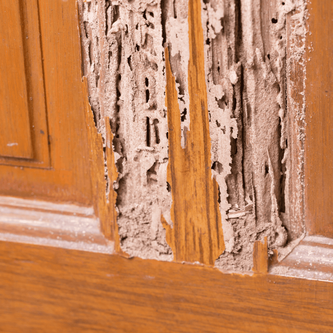 Termite Exterminator 8 Wood Damage | Bed Bug Texas Termite & Pest Control
