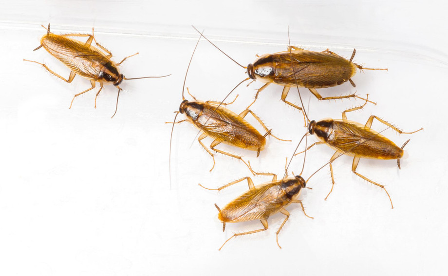 Cockroach | Bed Bug Texas Termite & Pest Control