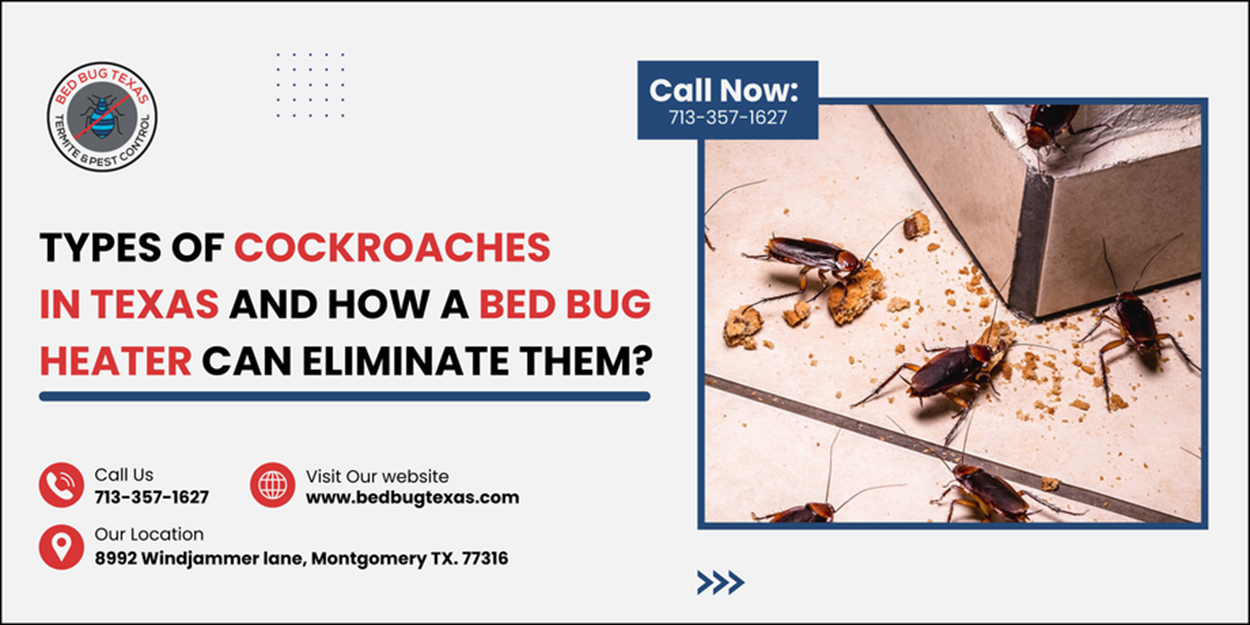 - Bed Bug Texas
