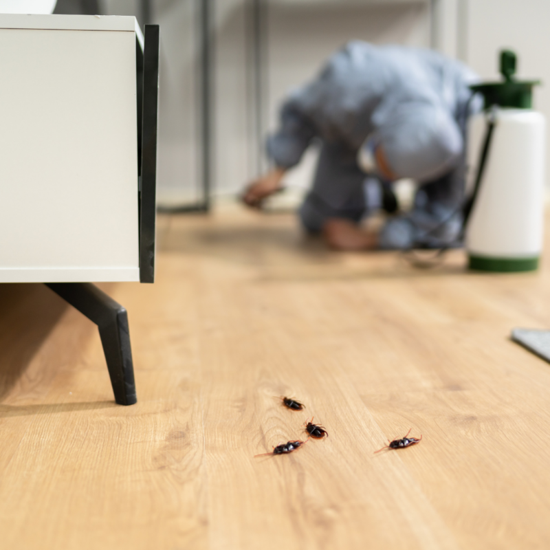 Tomball 8 Cockroach Pest Control Treatments | Bed Bug Texas Termite & Pest Control