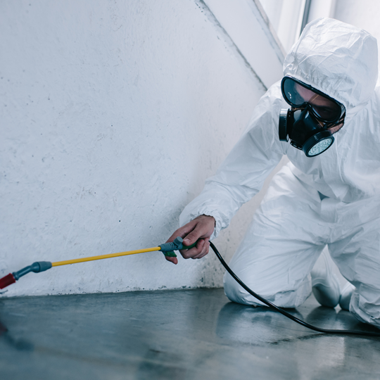 Magnolia 4 Pest Control Treatments | Bed Bug Texas Termite & Pest Control