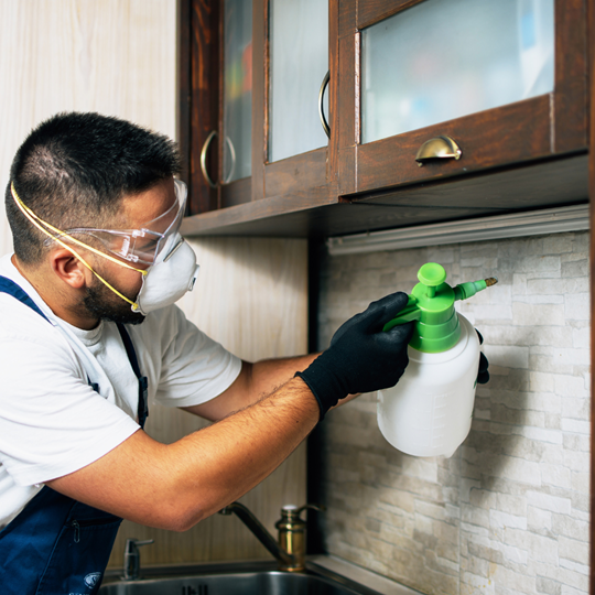 Magnolia 5 Pest Control Treatments | Bed Bug Texas Termite & Pest Control