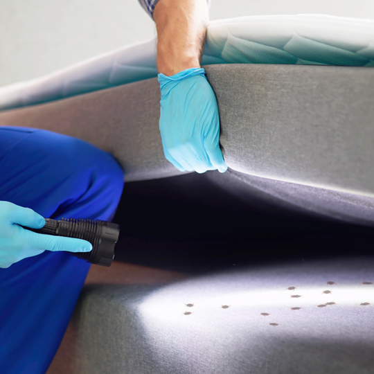 Woodlands 19 Bed Bug | Bed Bug Texas Termite & Pest Control
