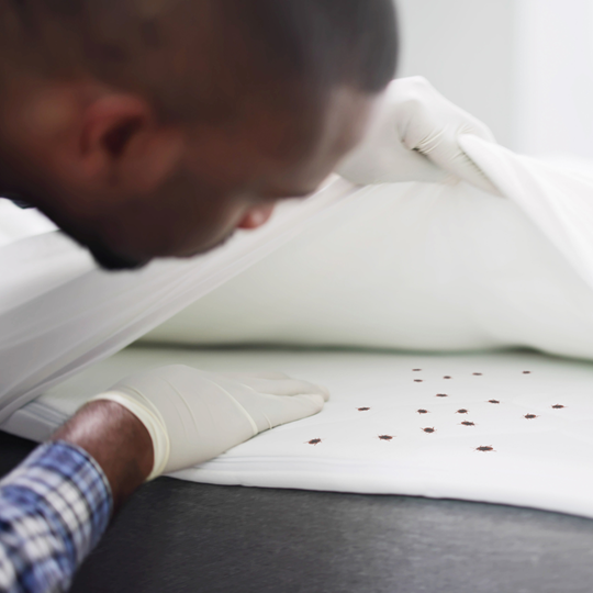 Willis 9 Bed Bug Control Near You | Bed Bug Texas Termite & Pest Control