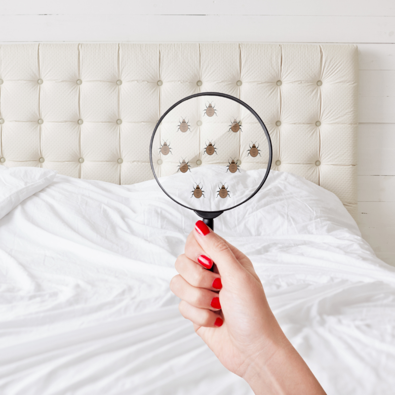 Tomball 9 Bed Bug Treatment | Bed Bug Texas Termite & Pest Control