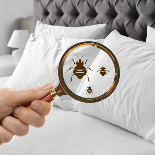 Conroe 14 Bed Bug Treatments | Bed Bug Texas Termite & Pest Control