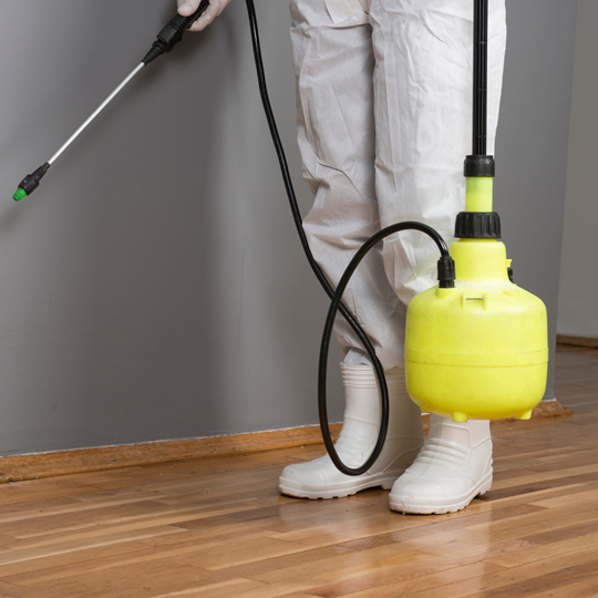 Conroe 9 Pest Control Solution | Bed Bug Texas Termite & Pest Control