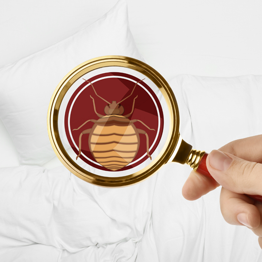 Magnolia 10 Bed Bug | Bed Bug Texas Termite & Pest Control