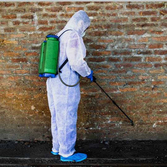 Willis 4 Pest Control Services | Bed Bug Texas Termite & Pest Control