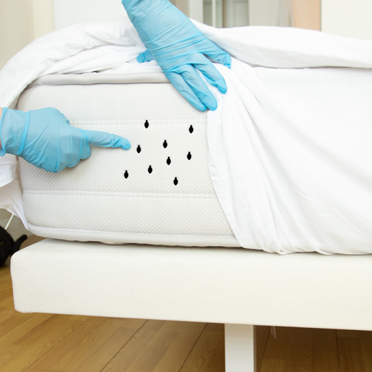Montgomery 14 Bed Bugs | Bed Bug Texas Termite & Pest Control