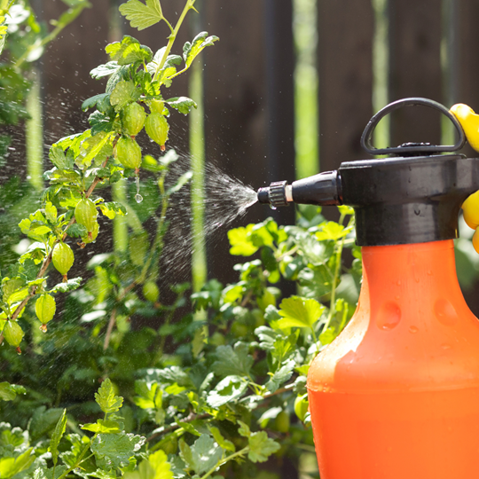 Woodlands 7 Treatment in the Garden | Bed Bug Texas Termite & Pest Control