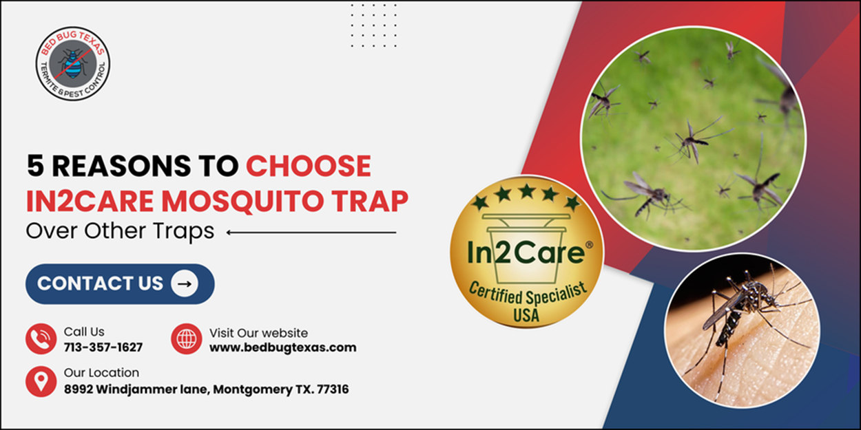 - Bed Bug Texas