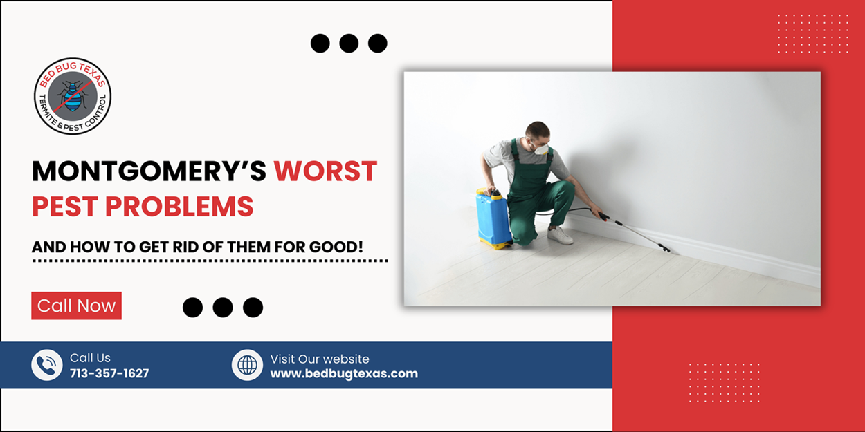 - Bed Bug Texas
