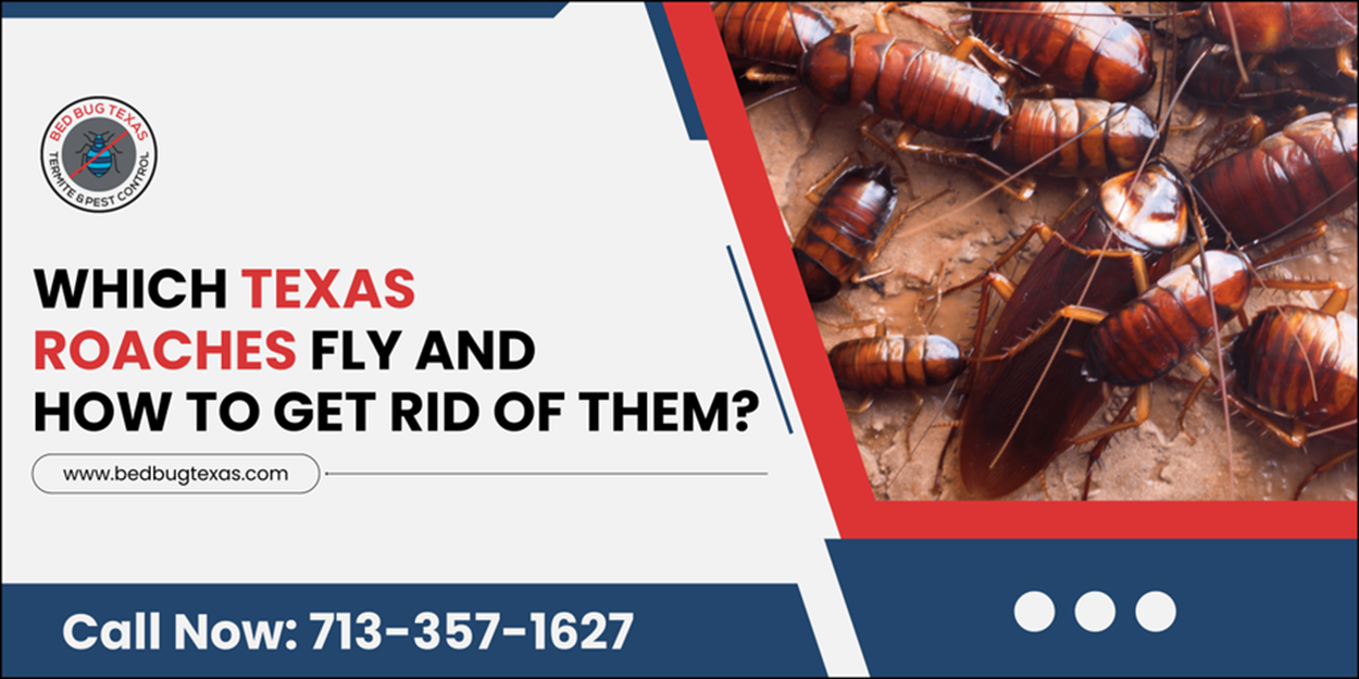 - Bed Bug Texas