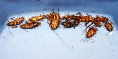 Cockroach | Bed Bug Texas Termite & Pest Control
